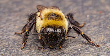 bee