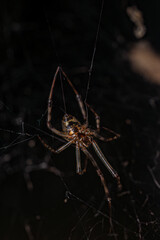 spider
