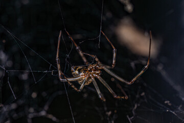 spider