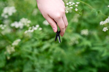 Teen's hand using black multitool scissors to cut plants for a herbarium collection