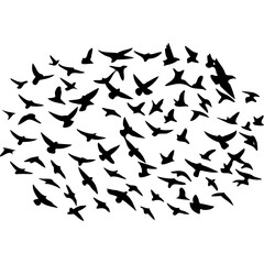 Silhouette flock of birds flying migration art vector illustration design