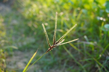 Closeup of dried grass seed head of crowfoot grass in green meadow at sunset
