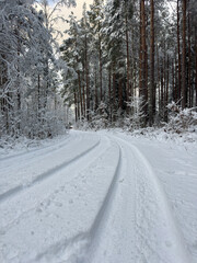 Winter forest snow trail