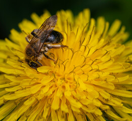 Mlecz polny i pszczoła. © tom