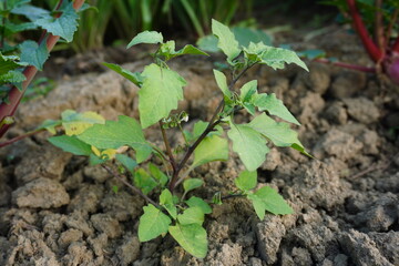 Young black nightshade plant seedling growing in dry cracked farm soil