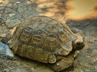 Chersina angulata (Red-belly tortoise) seen on the Cape of Good Hope south of Cape Town, Western Cape of South Africa