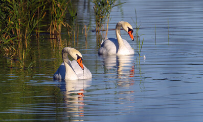 A pair of swans on the water, natural environment