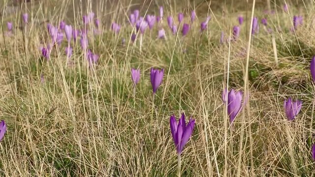Colchiques dans les pr&eacute;s