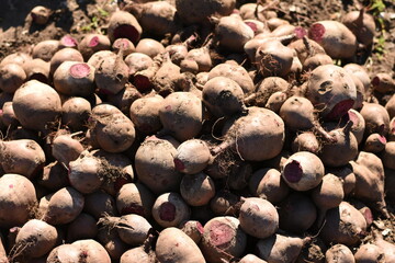 Pile of beets with trimmed greens. Natural rural harvest on the ground.
