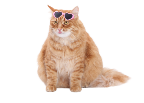 Ginger fluffy cat wearing pink heart-shaped sunglasses on a clean white background, high-key studio portrait with copy space, stylish and humorous image ideal for Valentine’s designs and modern advert