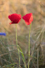 Obraz premium Poppy flowers in a field
