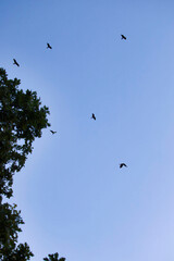 Black birds flying in blue sky