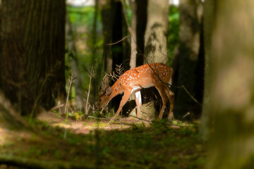 Deer. The white-tailed deer  also known as the whitetail or Virginia deer . White taild deer is  the wildlife symbol of Wisconsin  and game animal of Oklahoma.