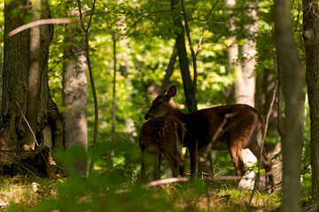 Deer. The white-tailed deer  also known as the whitetail or Virginia deer . White taild deer is  the wildlife symbol of Wisconsin  and game animal of Oklahoma.