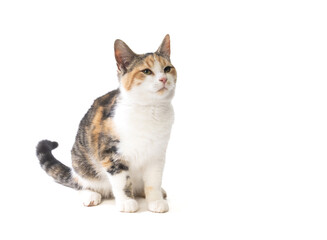 Young cat isolated on white background