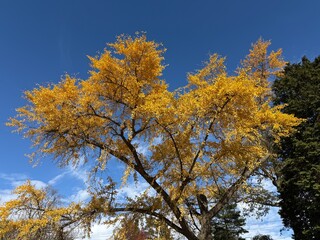 Golden Ginkgo Tree Against Clear Blue Sky in Autumn