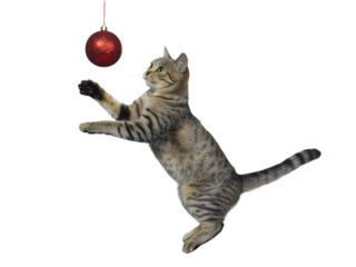 Playful tabby cat reaching for a sparkling red Christmas ornament on a black background. Ideal for festive holiday promotions, Christmas cards, pet-themed designs, and seasonal greetings.