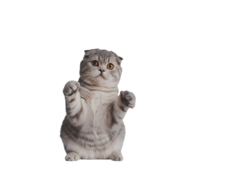 Adorable Scottish Fold cat standing on hind legs, playfully reaching with raised paws, isolated on black. Cute domestic animal with expressive orange eyes, ideal for pet content, graphic designs, a