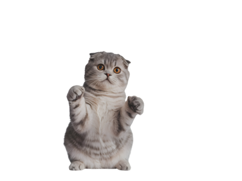 Adorable Scottish Fold cat standing on hind legs, playfully reaching with raised paws, isolated on black. Cute domestic animal with expressive orange eyes, ideal for pet content, graphic designs, a