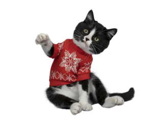 Cute black and white kitten wearing a festive red Christmas sweater with snowflakes, perfect for holiday greetings, winter seasonal promotions, or fun animal-themed Christmas banners and cards.