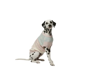 Adorable Dalmatian dog sits patiently in a charming pastel snowflake Christmas sweater. Ideal for holiday greetings, winter campaigns, pet fashion, or festive animal themes, on a clean black backgr