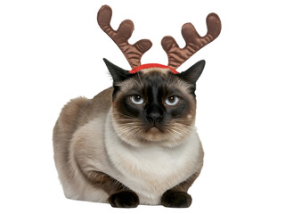 Adorable Siamese cat wearing festive reindeer antlers for Christmas celebrations. This cute pet embodies holiday cheer, perfect for festive designs, greeting cards, and pet-themed projects.