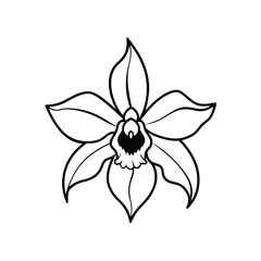 Elegant black and white orchid flower line art