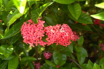 Ixora coccinea &lsquo;Nora Grant&rsquo; - Hybrid Ixora Blooming
