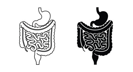 Diagram of the human digestive system showing the stomach and intestines