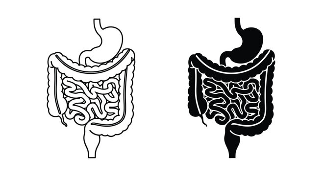 Diagram of the human digestive system showing the stomach and intestines