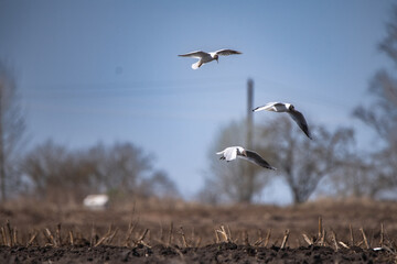 Three birds soaring gracefully in a clear blue sky above a barren field, showcasing the beauty of nature and the freedom of flight in a serene environment