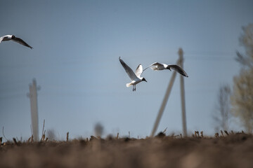 Three birds soaring gracefully in a clear blue sky above a barren field, showcasing the beauty of nature and the freedom of flight in a serene environment
