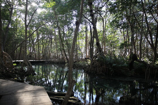 Ojo de agua manglar Celest&uacute;n
