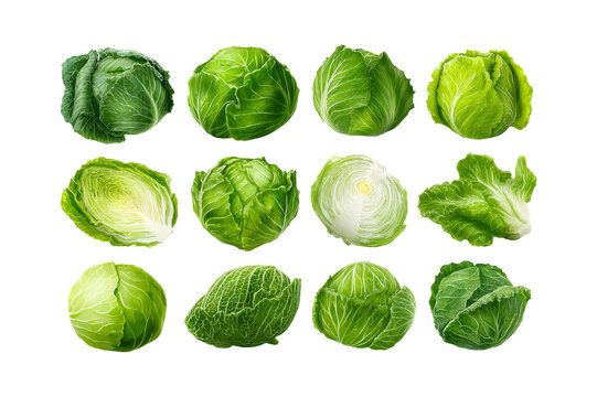 A vibrant collection of fresh green cabbages showcasing various shapes and sizes ready for culinary use.