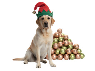 Adorable Labrador dog wearing an elf hat, ready for Christmas. Festive pet with a pile of golden and green holiday ornaments, perfect for seasonal greetings, promotions, and cozy designs.