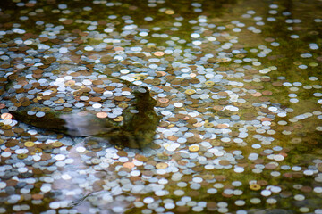 Coins scattered in a shallow water fountain, reflecting light, at a buddhist temple in Kyoto, Japan