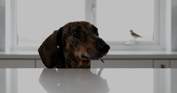 Smooth-haired Dachshund observing futuristic cityscape from urban balcony. City, pet, hyperreal.
