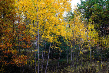 autumn in the forest © Karol