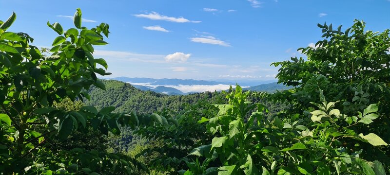 Green grass and blue sky
