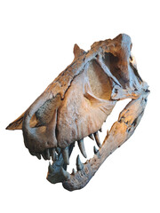 Authentic and detailed close-up of a massive Tyrannosaurus Rex dinosaur skull fossil, a prehistoric predator bone specimen, professionally isolated on a clean white background
