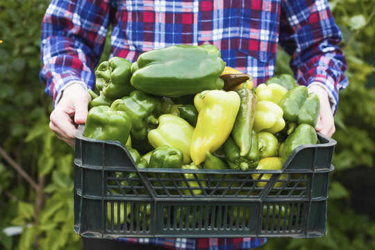 A person is holding a woven basket overflowing with vibrant green bell peppers. The image showcases fresh produce and a sense of abundance. - Powered by Adobe
