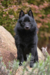 Adorable young Schipperke dog posing outdoors in a garden standing on a big stone