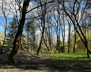 Obraz premium Photo of a spring sunny park