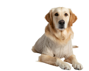 Adorable Golden Retriever dog in a cozy cable-knit sweater, lying down and looking at camera. Perfect for pet product ads, cozy lifestyle content, and animal-themed designs. Isolated studio shot.