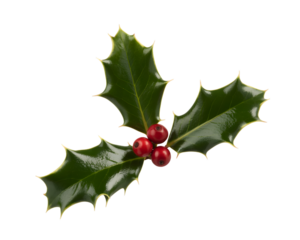 Vibrant holly sprig with bright red berries and glossy green leaves, a classic Christmas decoration. Perfect for holiday designs, festive greetings, and seasonal promotions, isolated on black.