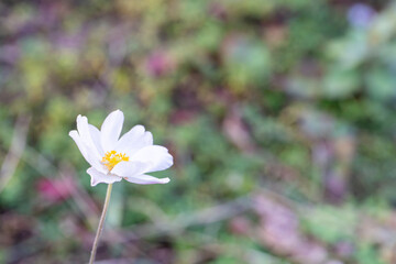 優雅な白い花びらを持つジャパニーズアネモネ