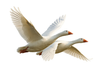 Obraz premium Pair of white geese flying together mid-air, wings fully spread, showing natural motion, transparent background