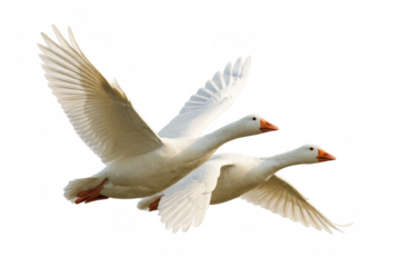 Pair of white geese flying together mid-air, wings fully spread, showing natural motion, transparent background