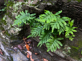 Lush green fern with vibrant leaves growing on a rocky surface, showcasing natural beauty and resilience in a serene outdoor environment with soft lighting