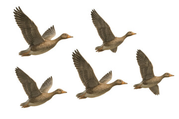 Obraz premium Geese flock flying together, showing wildlife animals migrating in nature with wings spread, isolated on transparent background